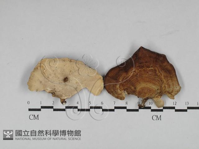 相鄰小孔菌藏品圖，第1張