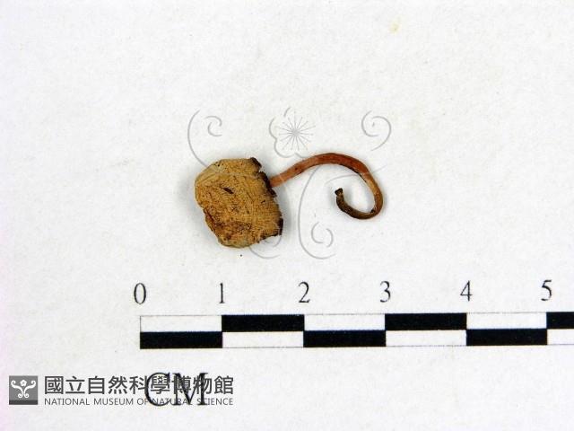 鬼傘屬藏品圖，第1張