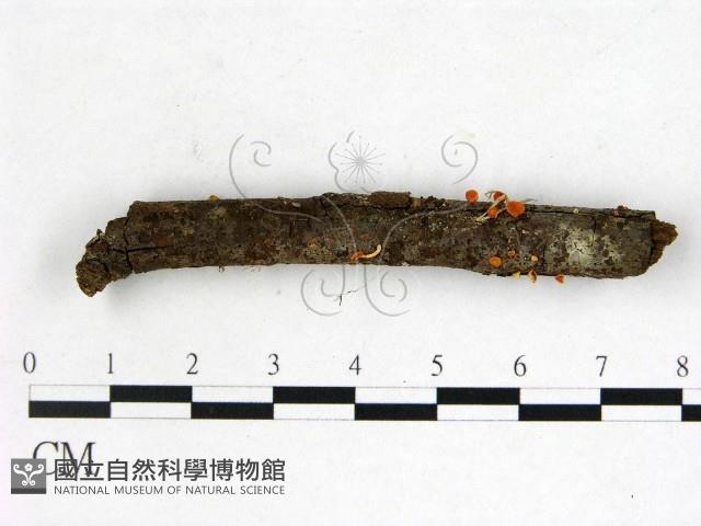 登錄號:F0003690藏品圖，第1張