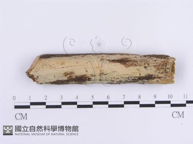 登錄號:F0013690藏品圖，第1張
