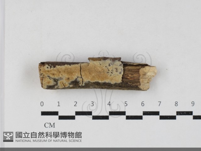 登錄號:F0033690藏品圖，第1張