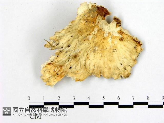 登錄號:F0008490藏品圖，第1張