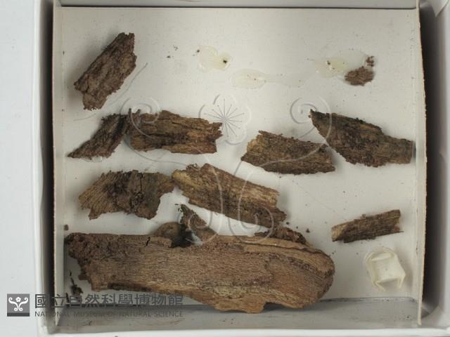登錄號:F0018490藏品圖，第1張