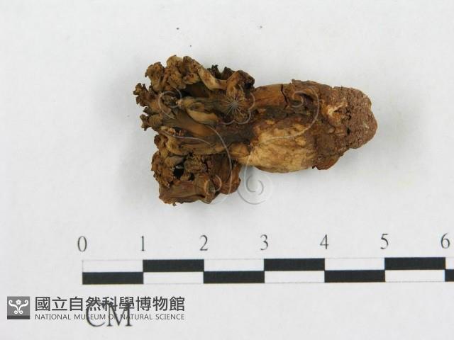 登錄號:F0020490藏品圖，第1張