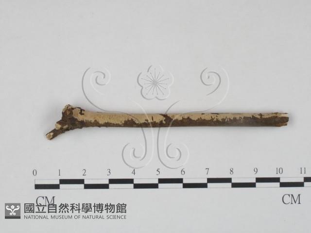 登錄號:F0010490藏品圖，第1張