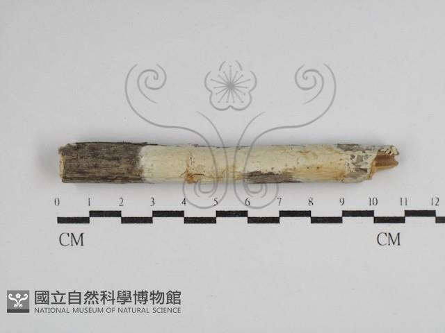 登錄號:F0030490藏品圖，第1張