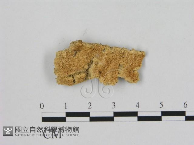 登錄號:F0006490藏品圖，第1張