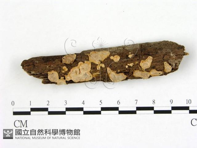登錄號:F0001490藏品圖，第1張