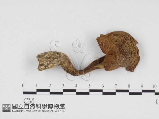 登錄號:F0024490藏品圖，第1張