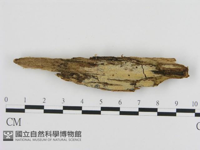 登錄號:F0004490藏品圖，第1張