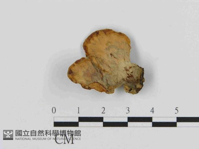 登錄號:F0014490藏品圖，第1張