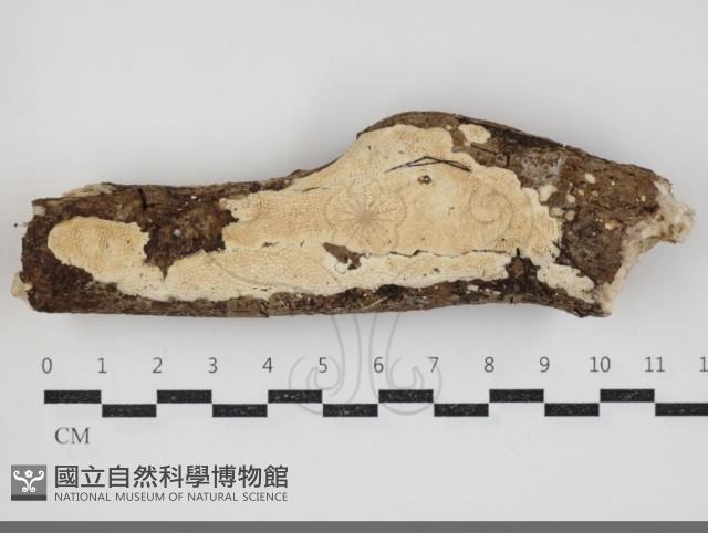 登錄號:F0034490藏品圖，第1張