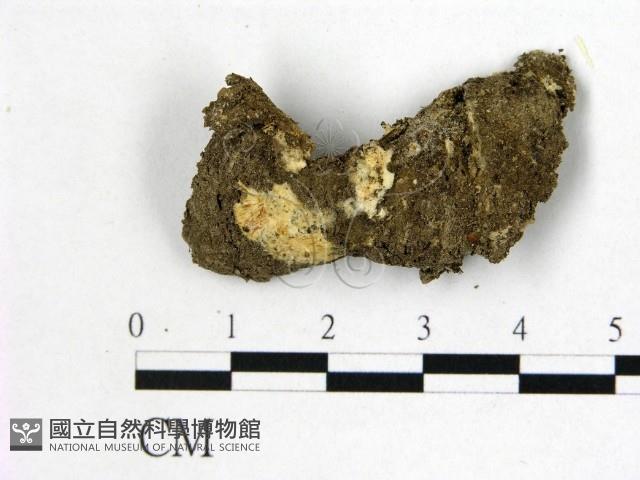 射脈菌屬藏品圖，第1張