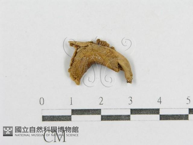紅菇屬藏品圖，第1張