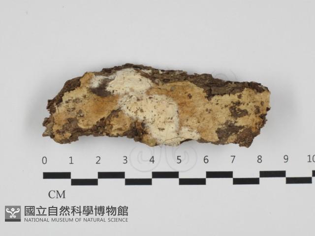 登錄號:F0032490藏品圖，第1張