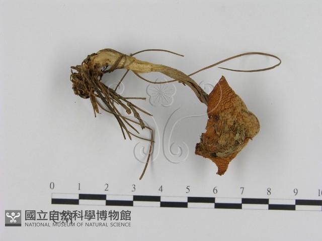 登錄號:F0007490藏品圖，第2張