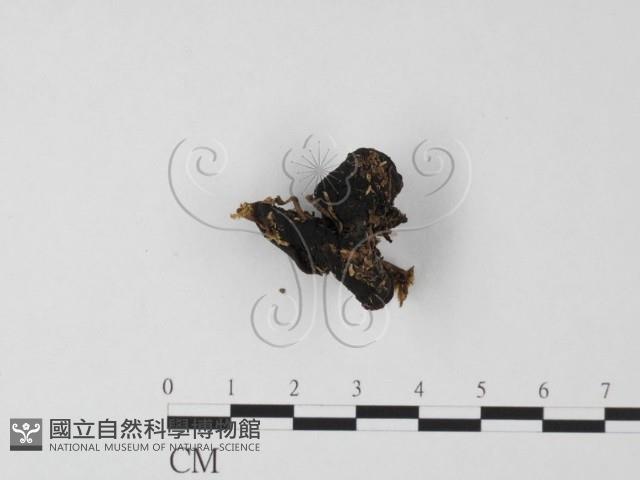 登錄號:F0025490藏品圖，第1張