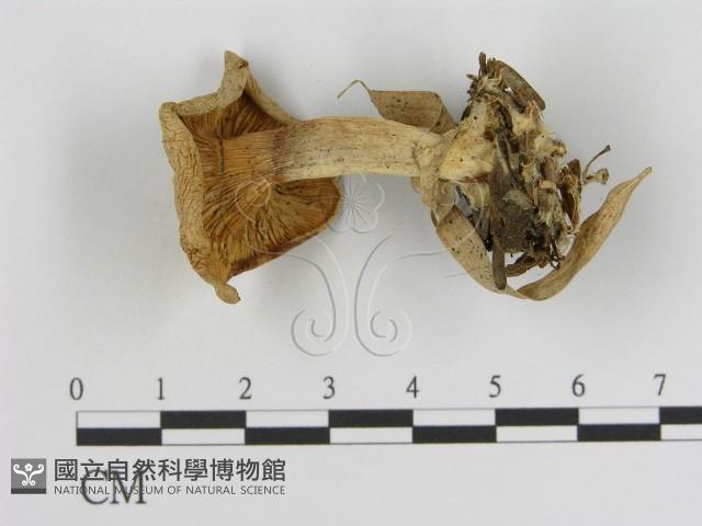 登錄號:F0005490藏品圖，第1張