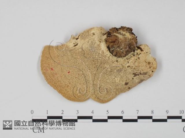 登錄號:F0015490藏品圖，第1張