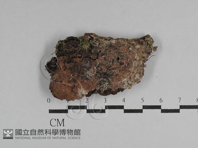 絲皮菌屬藏品圖，第1張