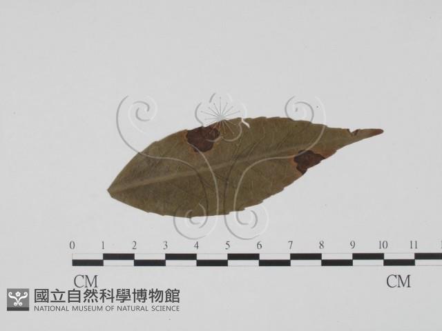 登錄號:F0019490藏品圖，第1張