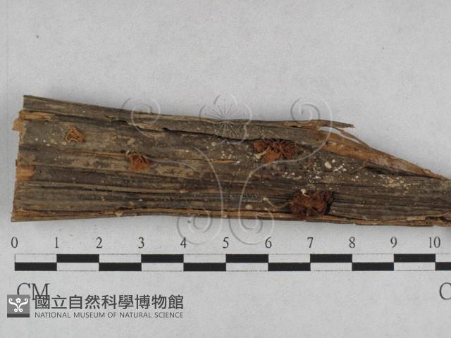 登錄號:F0023490藏品圖，第1張