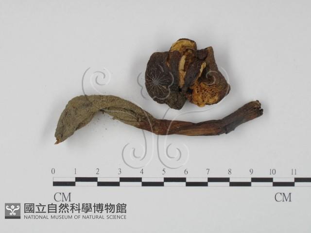 登錄號:F0003490藏品圖，第1張