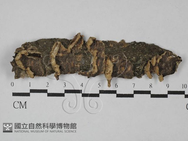 登錄號:F0028790藏品圖，第1張