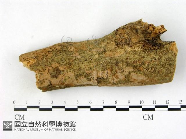 登錄號:F0008790藏品圖，第1張