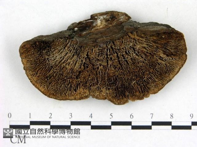 登錄號:F0018790藏品圖，第1張