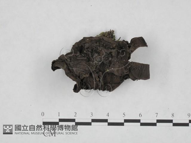 登錄號:F0020790藏品圖，第1張
