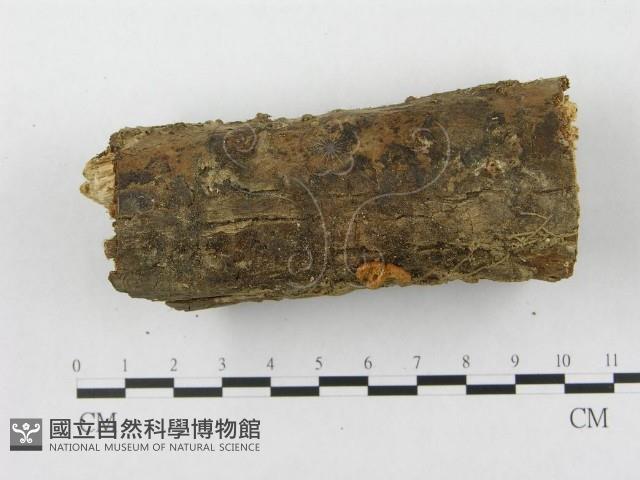 登錄號:F0010790藏品圖，第1張