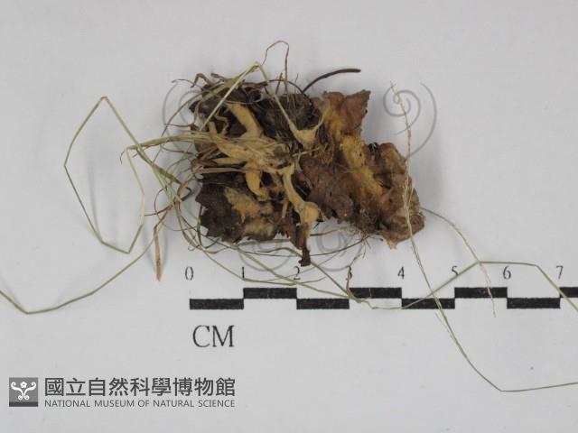 登錄號:F0030790藏品圖，第1張