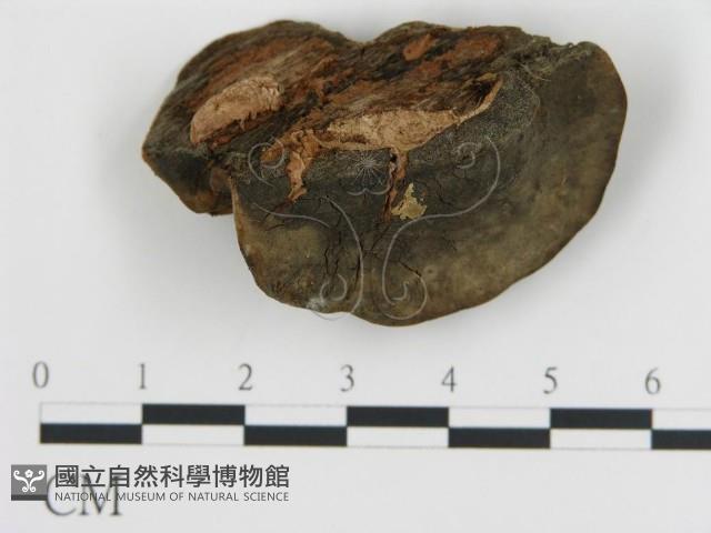 登錄號:F0006790藏品圖，第1張