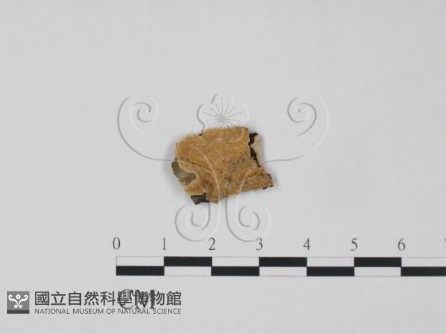 登錄號:F0016790藏品圖，第1張