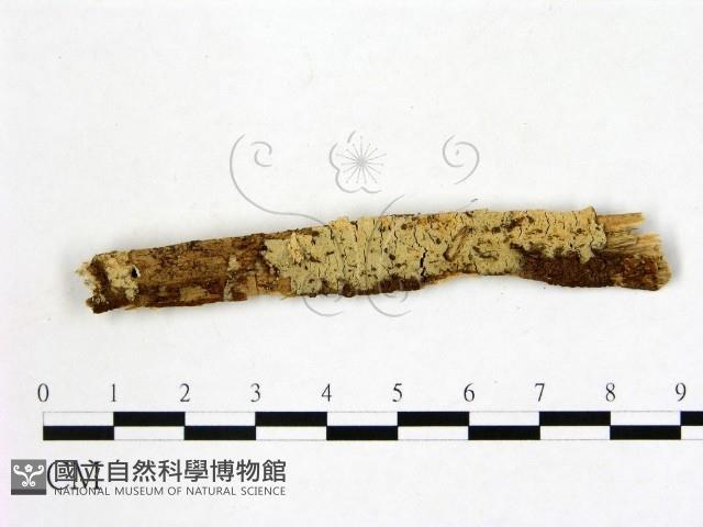 登錄號:F0021790藏品圖，第1張