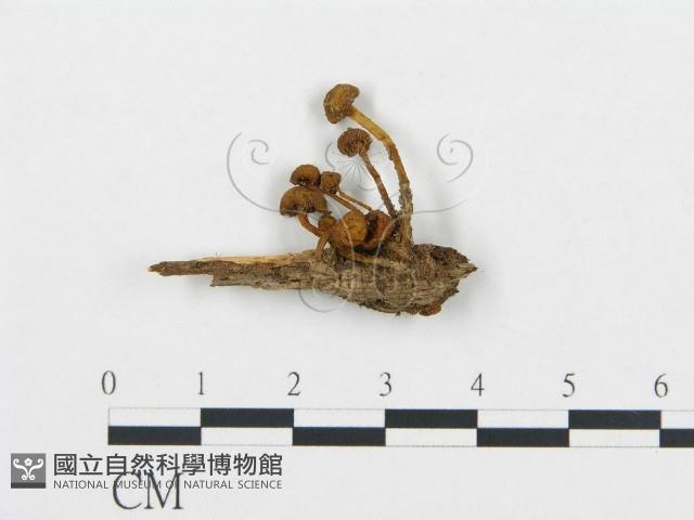 杯傘屬藏品圖，第1張