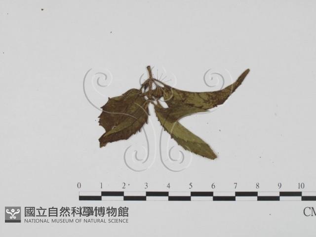 登錄號:F0011790藏品圖，第1張