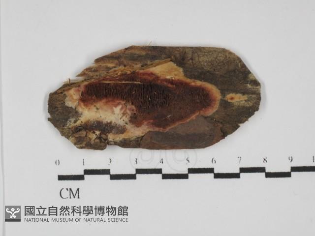 登錄號:F0031790藏品圖，第1張