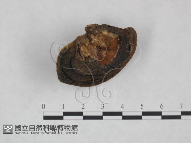 登錄號:F0024790藏品圖，第1張