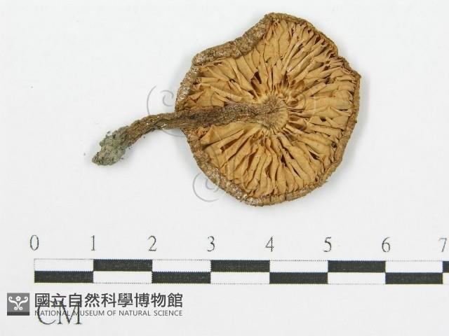 登錄號:F0004790藏品圖，第1張