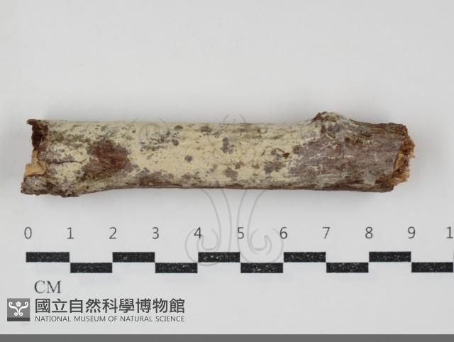 登錄號:F0034790藏品圖，第1張