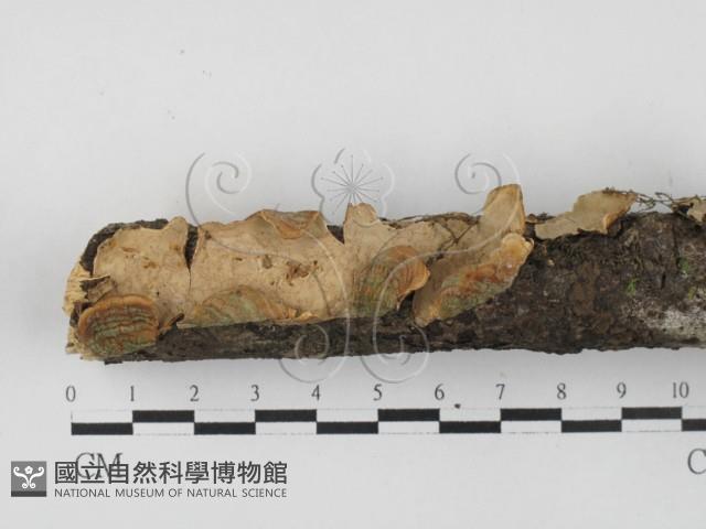 韌革菌屬藏品圖，第1張