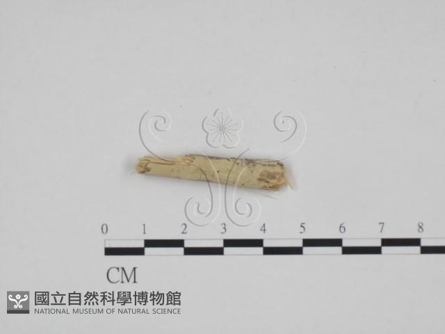 登錄號:F0007790藏品圖，第1張