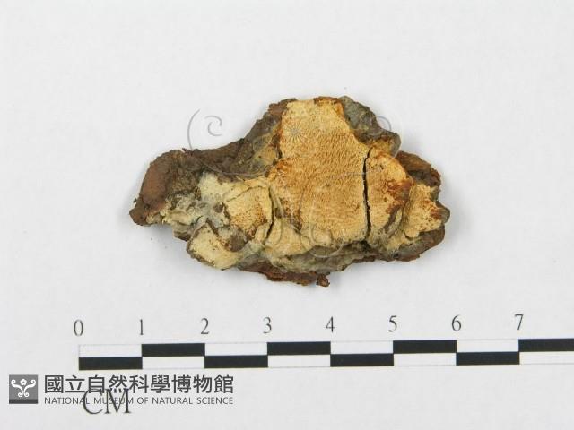 登錄號:F0017790藏品圖，第1張