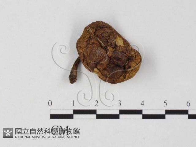 登錄號:F0025790藏品圖，第1張