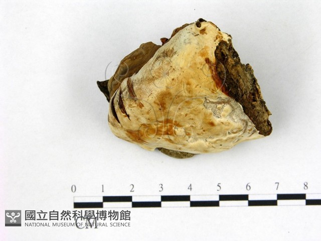 登錄號:F0005790藏品圖，第1張