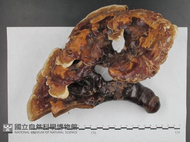 登錄號:F0009790藏品圖，第1張