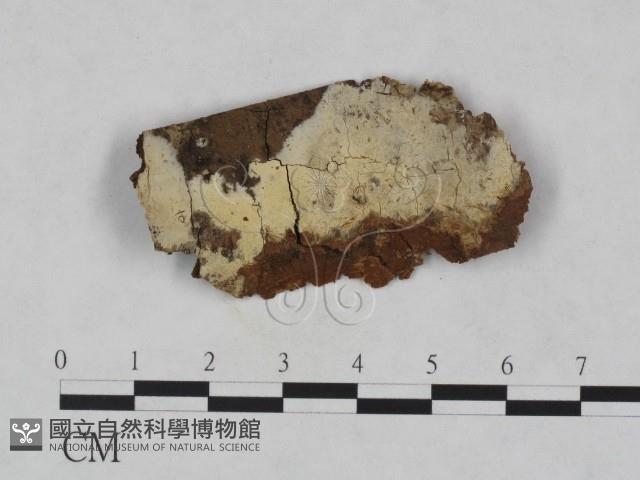 登錄號:F0023790藏品圖，第1張