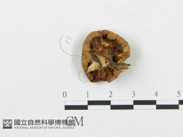 杯傘屬藏品圖，第1張